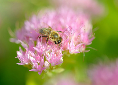 粉红色花朵上的蜜蜂有图片