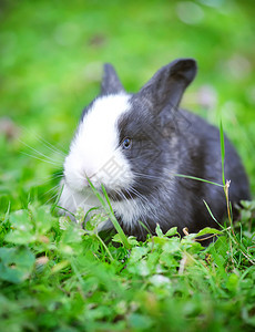 有趣的小兔子在草丛中图片