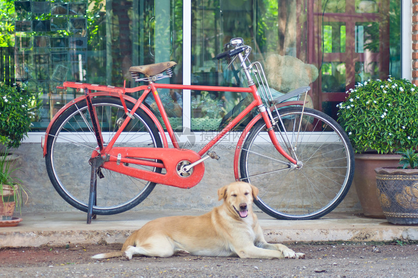 房子装饰用的红色老式自行车和狗图片