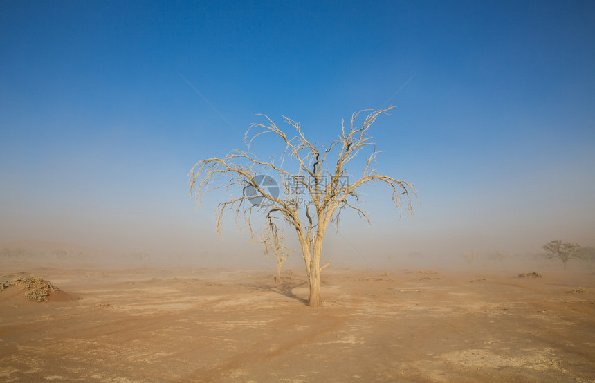 纳米比亚Diedvlei的沙暴和a图片