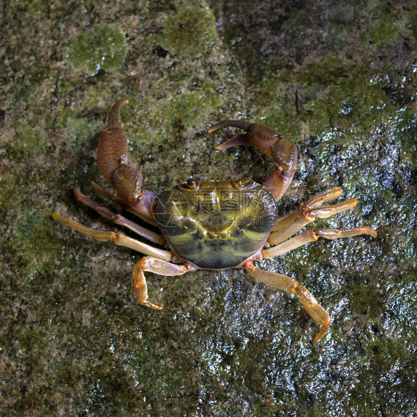 生活在雨林瀑布中的螃蟹图片
