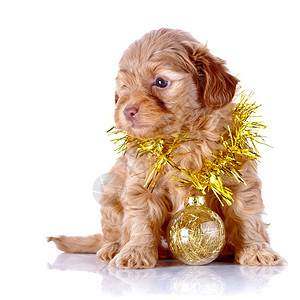 小狗在一个装有新年球的荆棘篮子里装饰小狗的小狗装饰狗白色背景上的圣彼图片