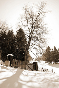 瑞士雪原上的大门和树木图片