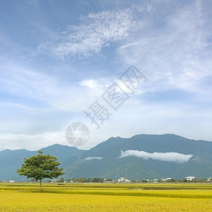 亚洲的金稻田在天空下与黄金稻田图片
