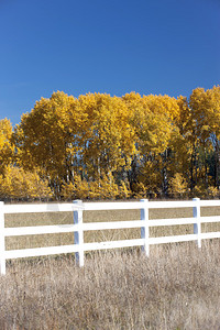 在爱达荷州CoeurdAlene附近的黄色叶的阿斯彭树图片