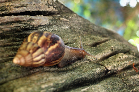 蜗牛在大自然中爬行图片