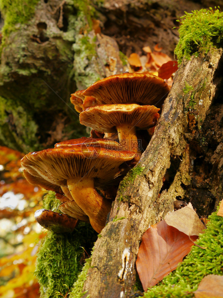 森林里一棵老树上的蘑菇图片
