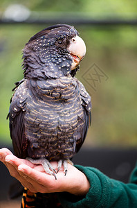 红尾黑凤头鹦鹉的肖像照片图片