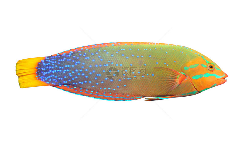 热带鱼类在白色背景上被孤立绿华雷斯ThalassomaLu图片