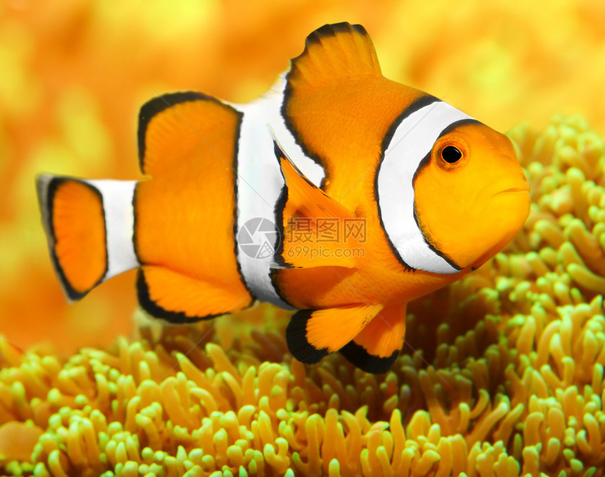 热带珊瑚礁鱼类鳕鱼Amphiprionocel图片