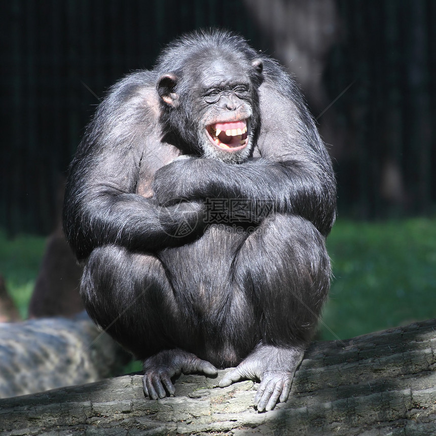微笑快乐的黑猩图片
