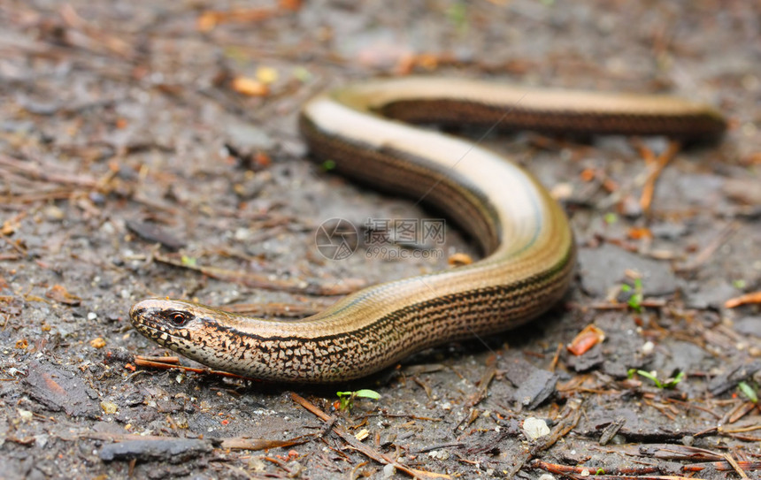 慢蠕虫或盲蠕虫Anguisfragilis这些蜥蜴经常被误认为是蛇在花园里有助于清除害虫关图片