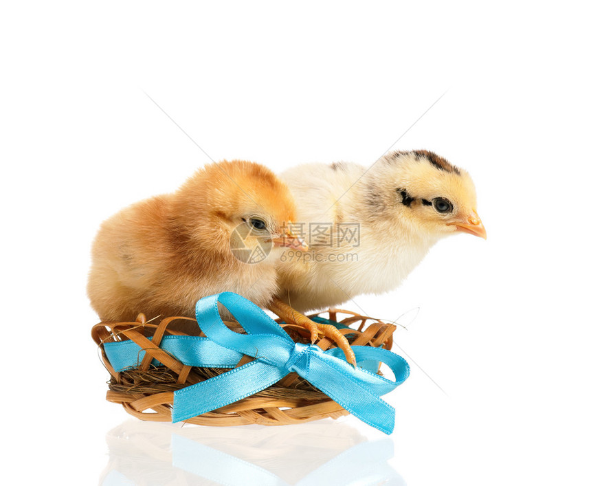 两只小鸡在巢中孤立图片