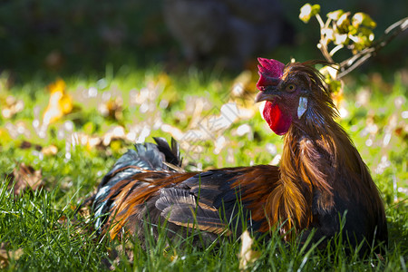 棕色雄伟的公鸡坐在秋天的草地上红冠图片