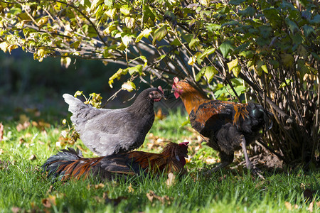 母鸡和公鸡在灌木林下相遇新鲜图片
