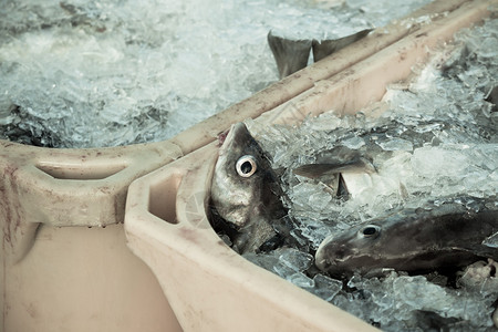 每日渔获量航运塑料集装图片