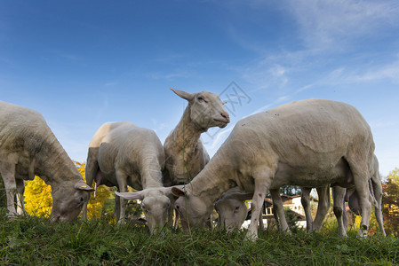 一号山上有几只吃草的羊在中向外张望背景图片