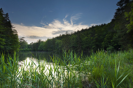 在湖中日落的心情森林和木中图片