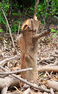 树桩和砍伐的森林砍伐森林图片