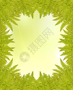 浅色背景上的绿色蕨类植物框架图片