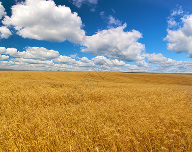 蓝天白云下金色麦田的风景图片