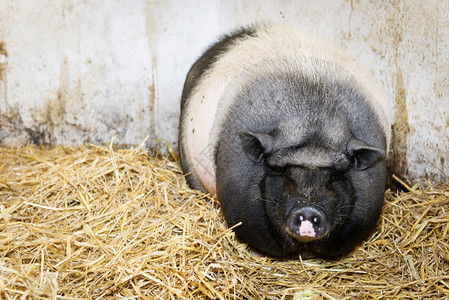 大肚猪站立或躺在干草或稻草中图片