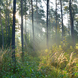 秋天的早晨在森林里波兰图片