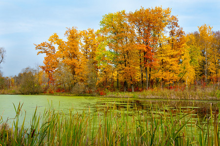 秋天的黄树景观和黏液覆盖的池塘背景图片