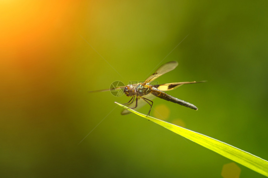 蜻蜓在草叶上图片