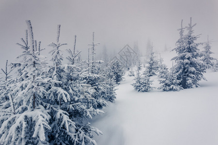 美丽的冬季风景乌克兰图片