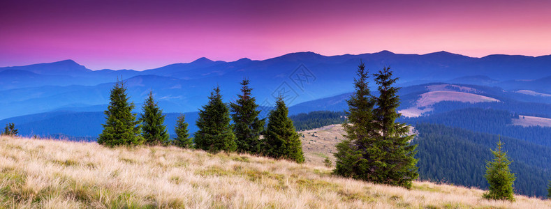 雄伟的早晨山风景与五颜六色的云彩粉红色的天空乌克兰图片