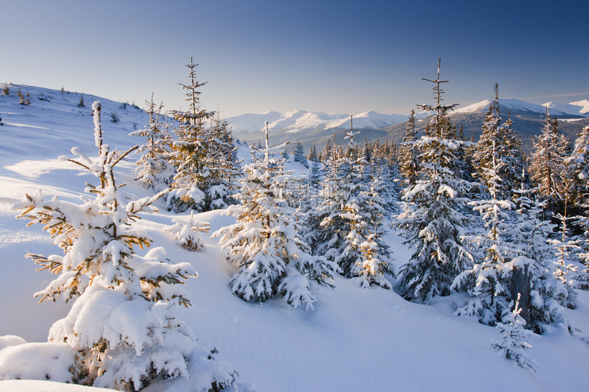 山中冬季树的风景有图片