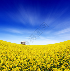 农田的夏日风景和美丽的蓝天图片