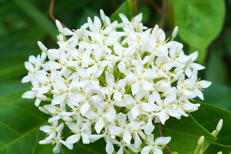 白色的花朵是芬芳的提神剂图片