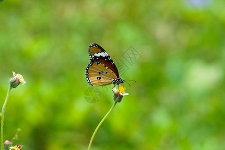 一朵草花上的蝴蝶名字叫红草蛉CethosiabiblisD背景图片