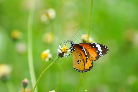 一朵草花上的蝴蝶名字叫红草蛉CethosiabiblisD图片