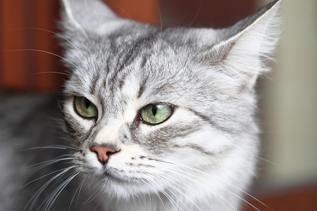 西伯利亚猫版银的视图图片