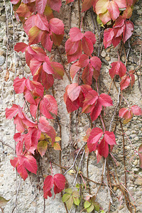 秋天的藤红叶图片