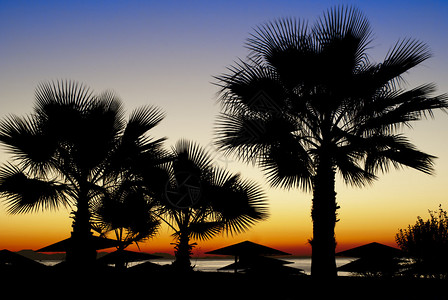 棕榈树丛生着尖的叶子和树冠图片