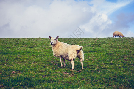 绿色乡村景观中的绵羊图片