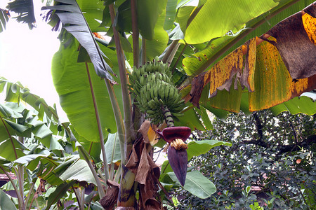 香蕉树与水果和花图片