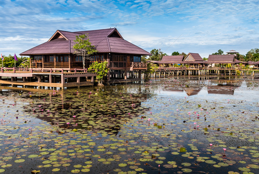 观察泰国费特隆Lathalung的莲花湖蓝天空中的图片