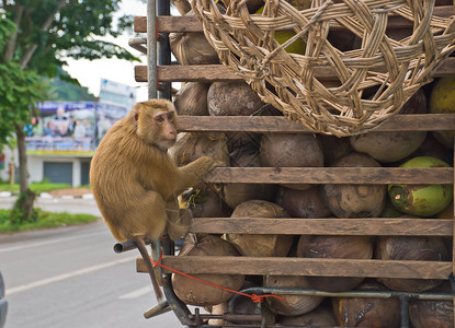 MonkeyMacaqueCoconut坐在图片