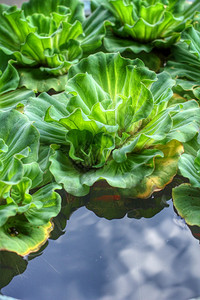 水面上的蕨类植物图片