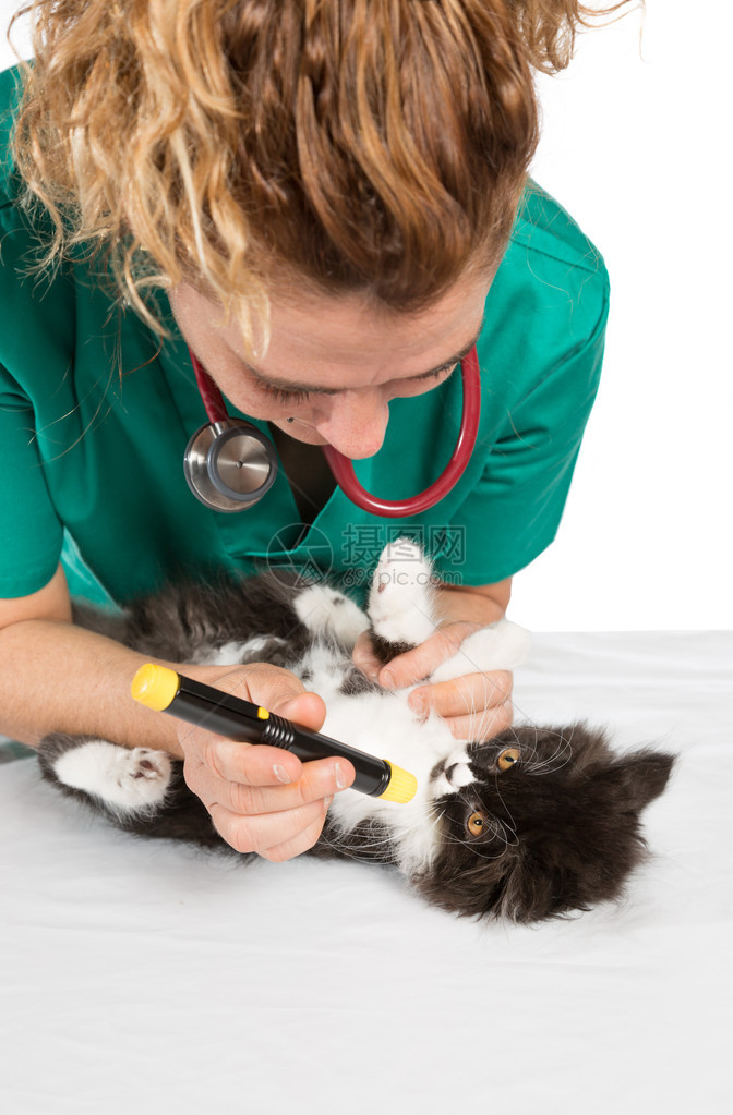 兽医对一只小猫图片
