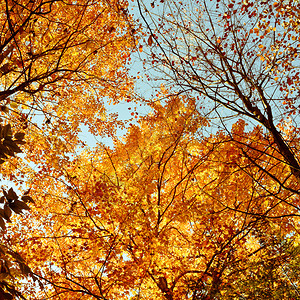 仰望着秋天由树木形成的多彩的叶子树冠图片