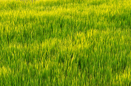 日落时准备在稻田种植的幼稻芽自然特征图片