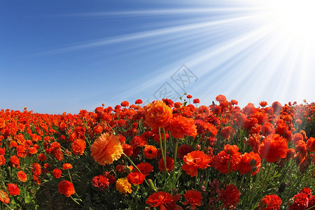 闪耀的太阳光照亮了一大片盛开的橙色和白黄蝴蝶场图片