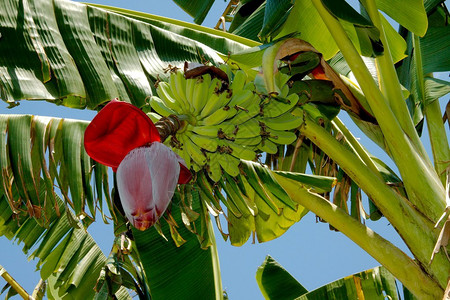 关闭一棵开花的芭蕉树背景图片