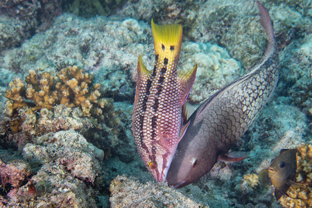 珊瑚礁背景中的彩色石斑鱼图片